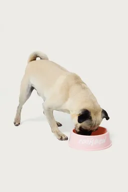Bowl para perro bone appetit de Edikted en Porta X para argentina