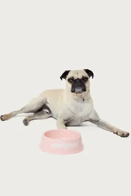 Bowl para perro bone appetit de Edikted en Porta X para argentina