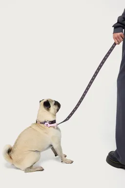 Correa bonney bow para perro de Edikted en Porta X para argentina