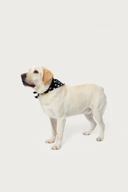 Pañuelo pawka dot para perro de Edikted en Bufandas y Pañuelos para argentina