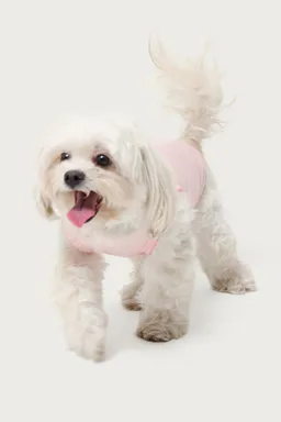Musculosa pawfect para perro de Edikted en Tops para argentina