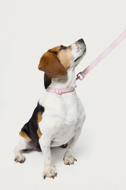 Correa para mascota de Edikted en Porta X para argentina