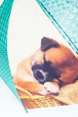 Paraguas cachorro holografico de Exotica Accesorios en Bufandas y Pañuelos para argentina